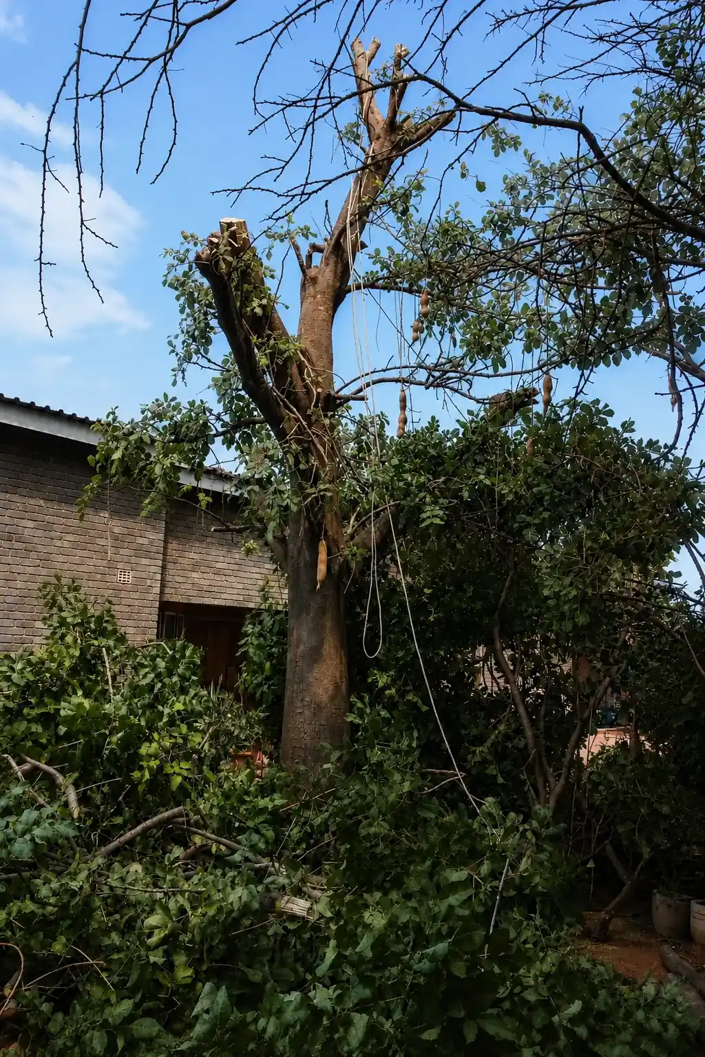 Emergency Tree Service St. Louis