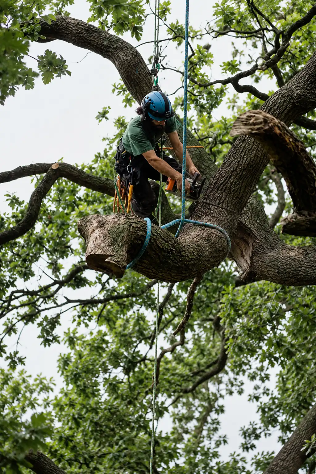 ISA-certified arborist providing tree service in St. Louis
