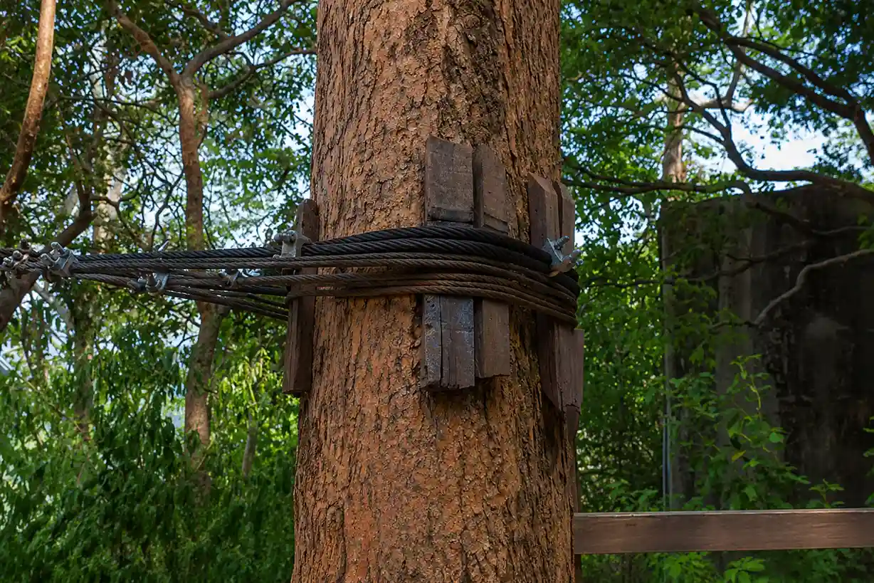Plant health care and certified arborist services