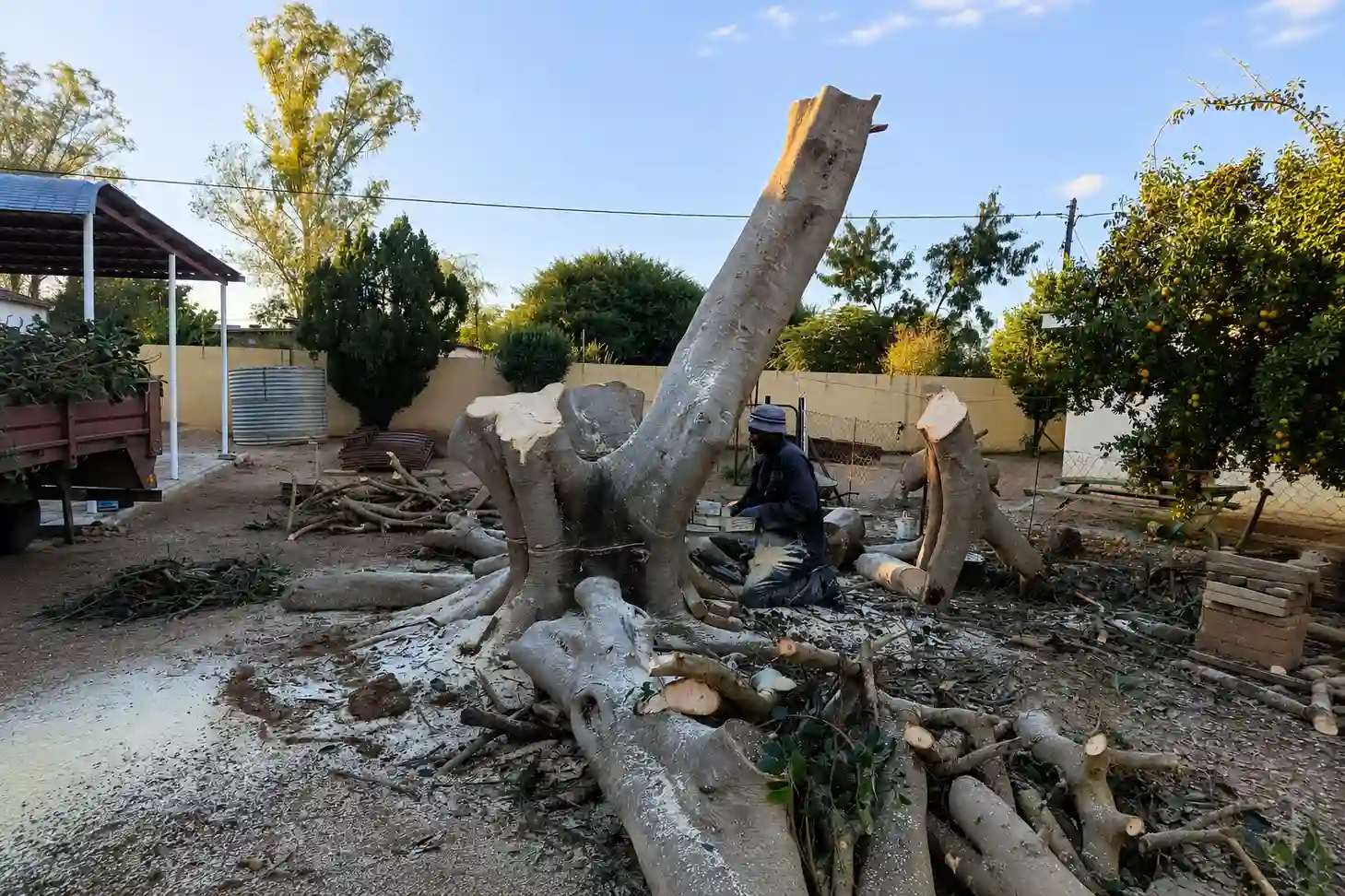 Tree removal in St. Louis