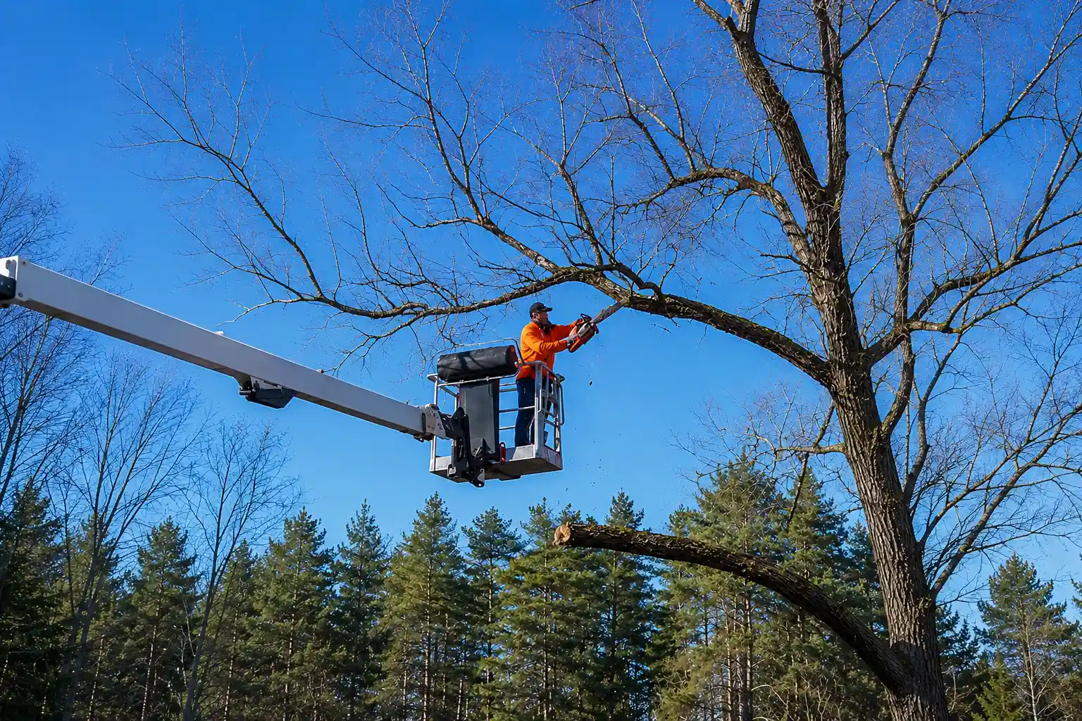 Tree trimming and pruning in St. Louis