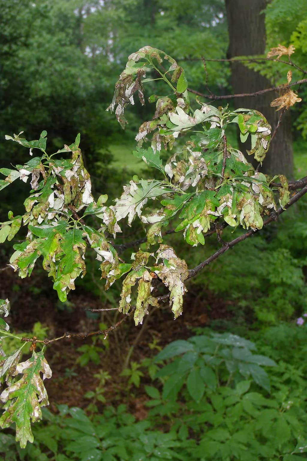 Anthracnose Disease in St. Louis