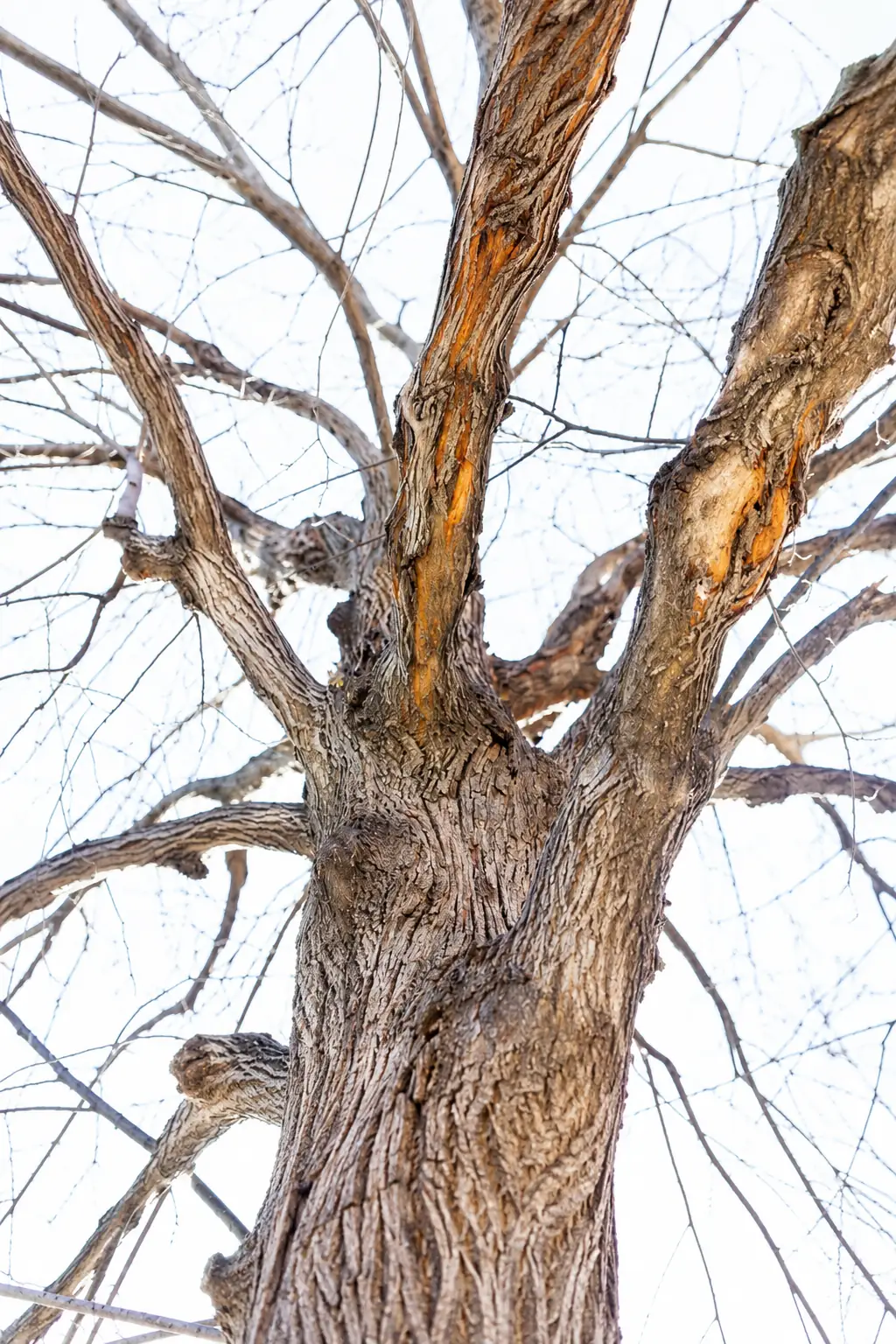 Dutch Elm Disease in St. Louis