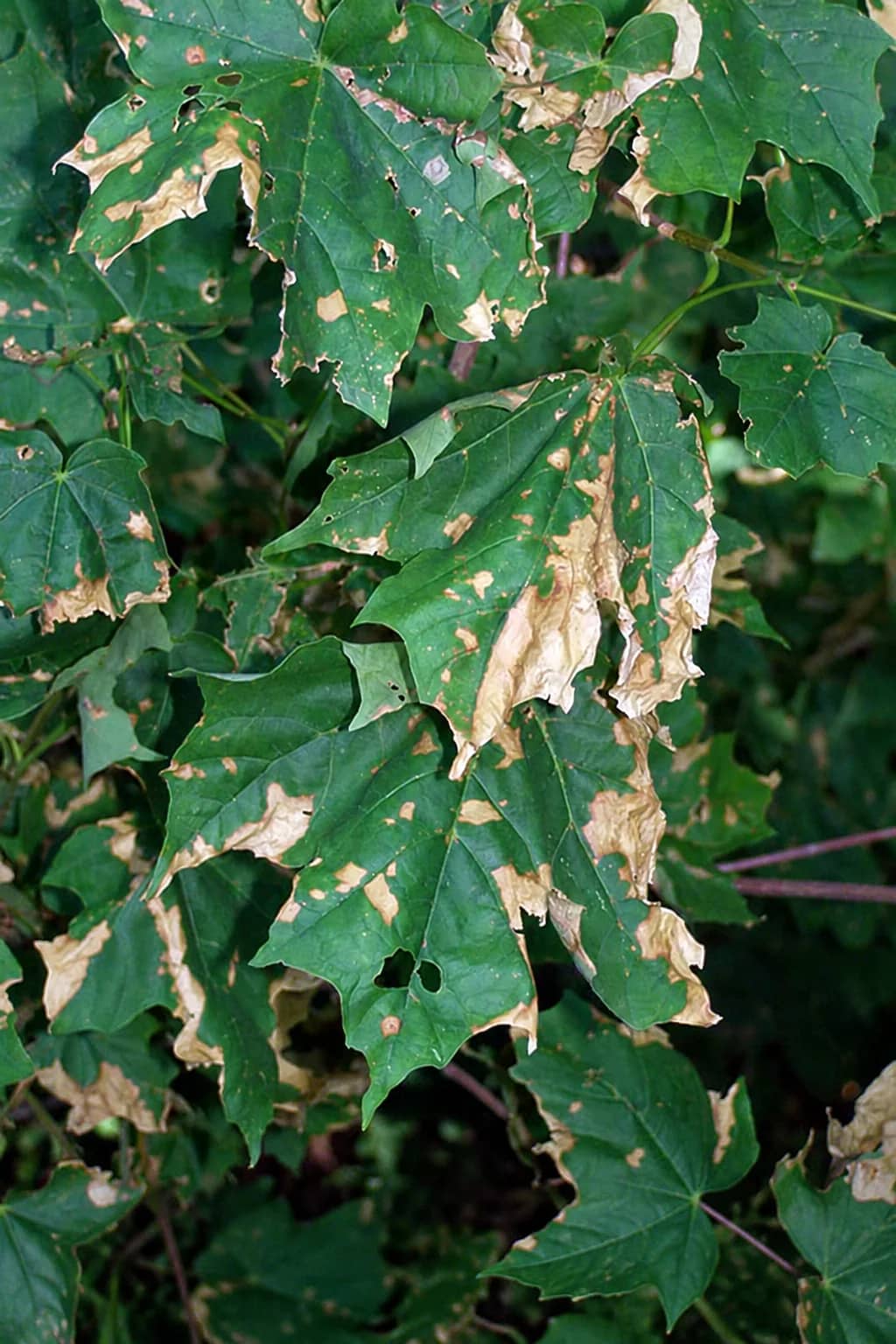 When to Treat Tree Diseases
