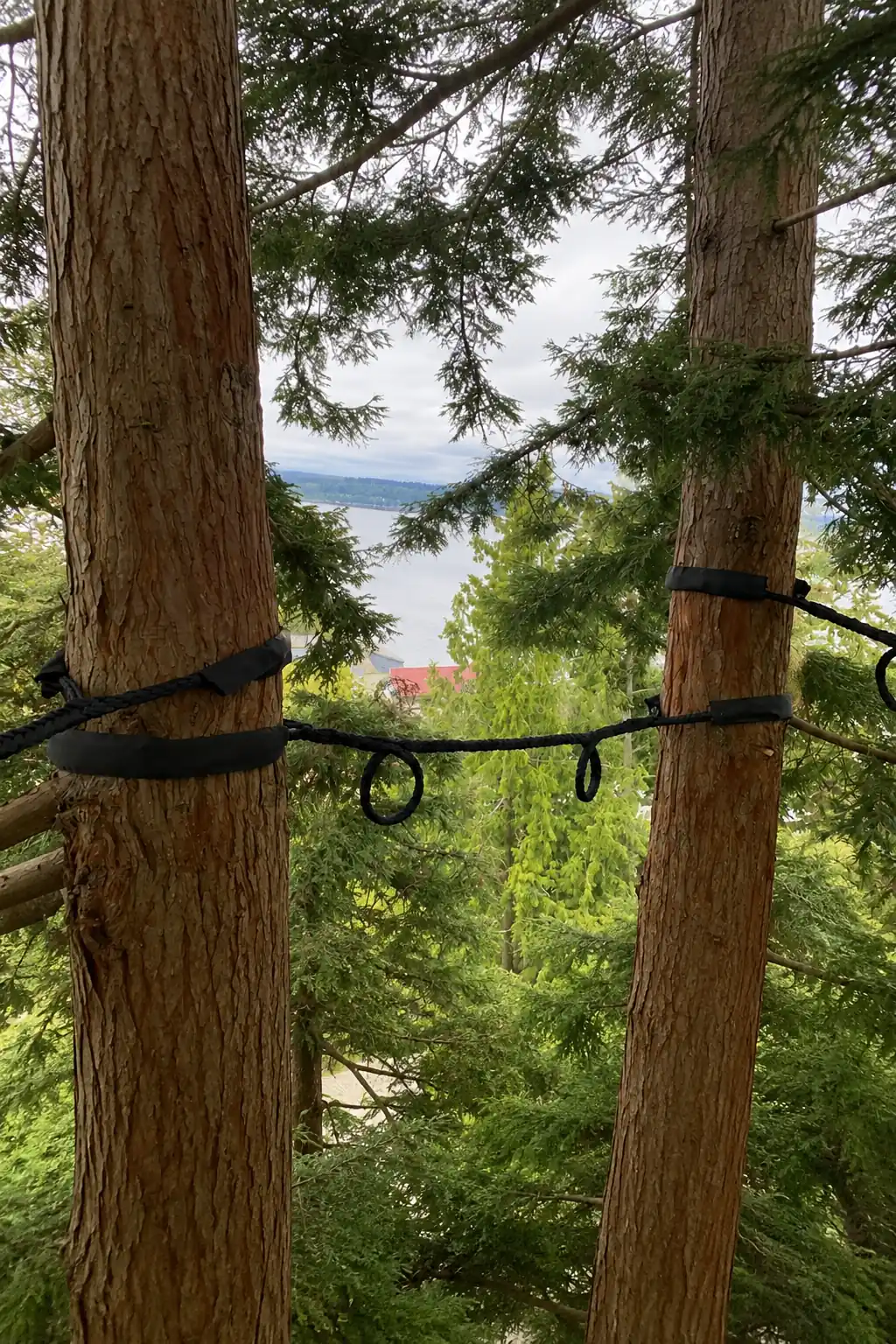 Tree Cabling Service St. Louis