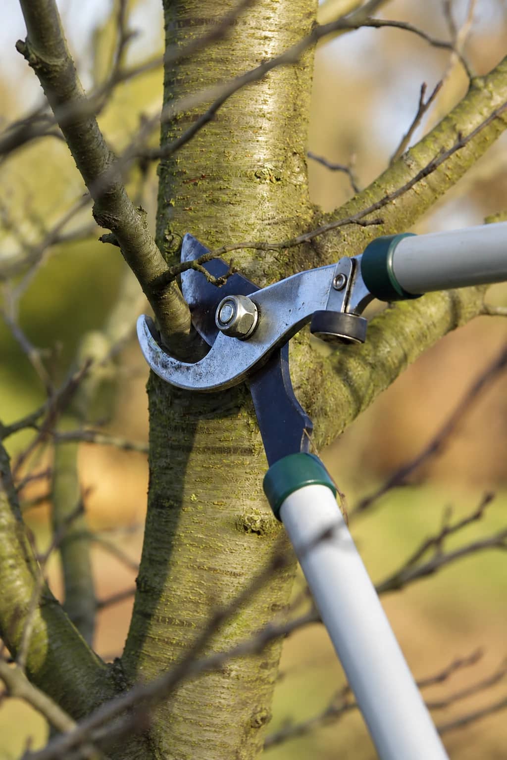 Tree Pruning Service