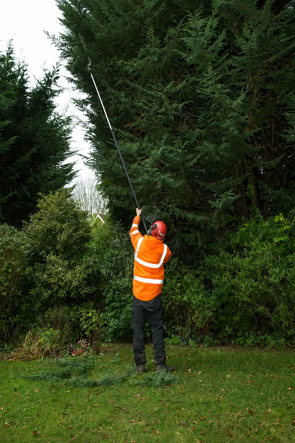 Professional tree pruning in St. Louis
