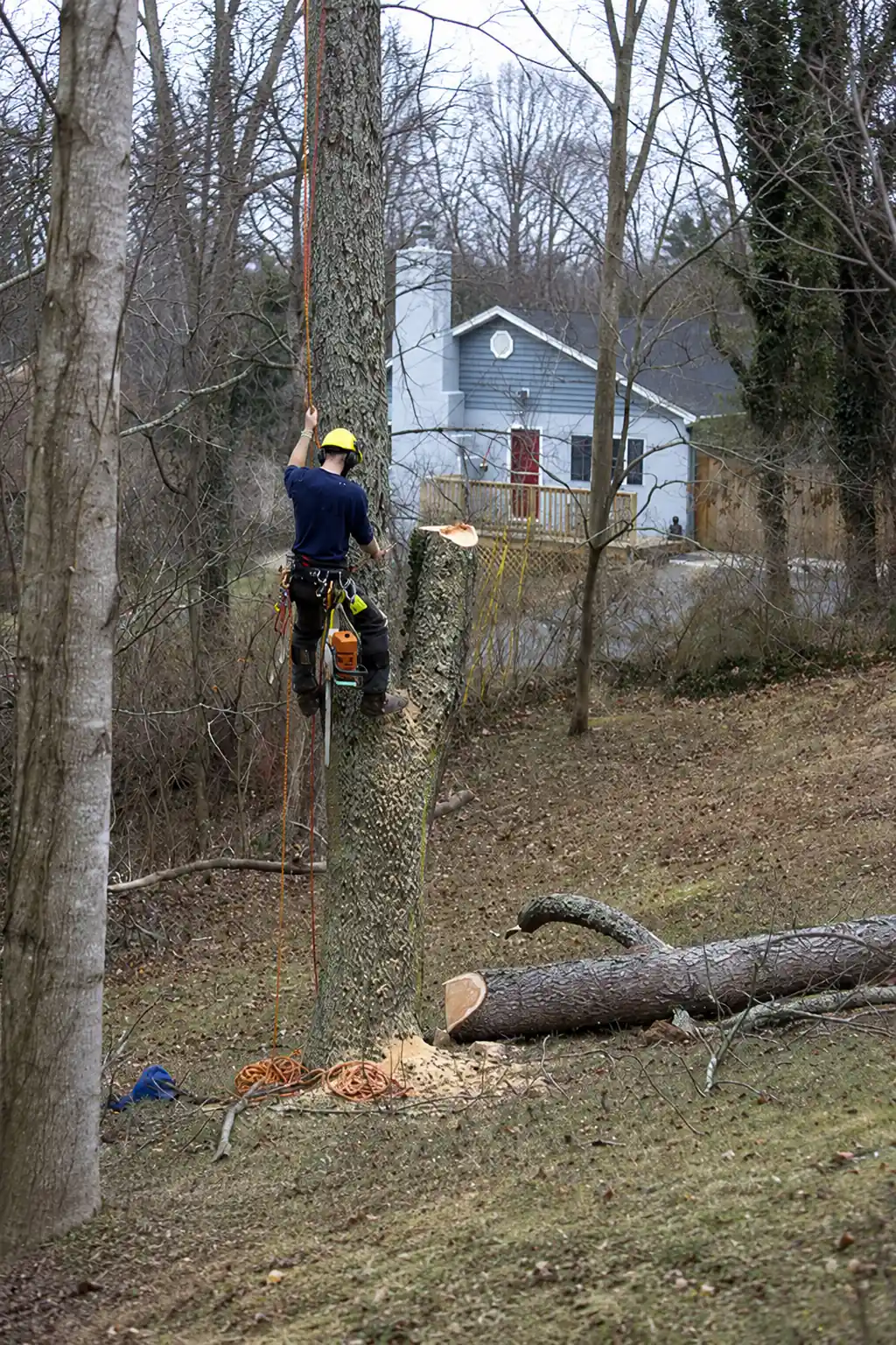 Tree Removal Cost St. Louis