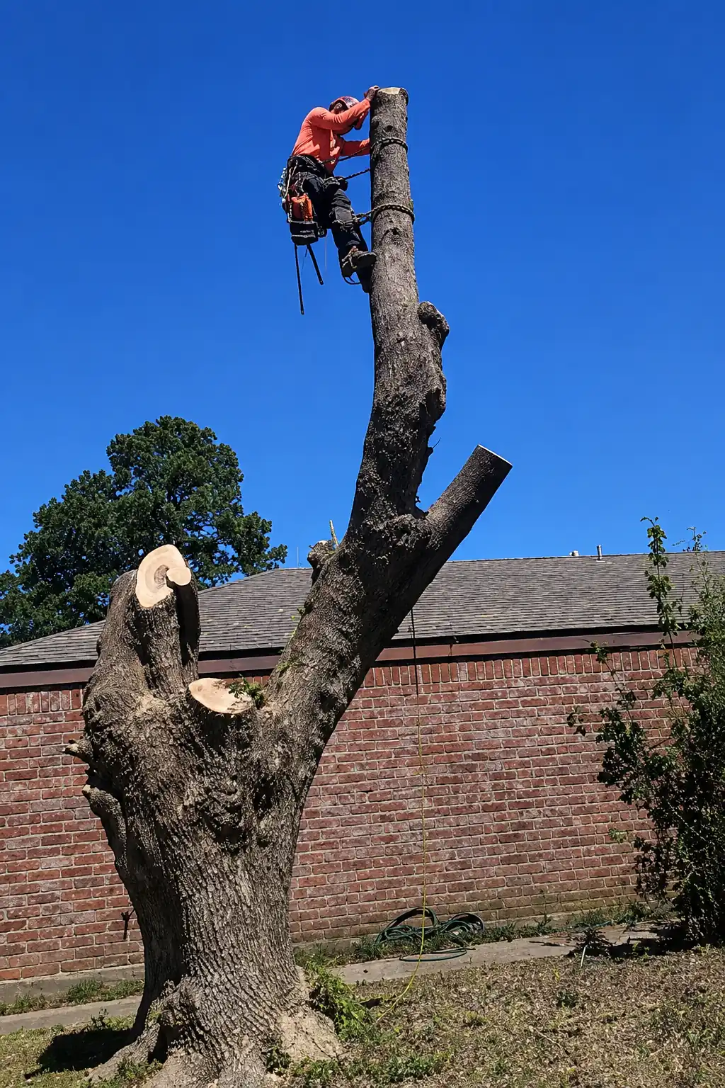 Tree Removal St. Louis