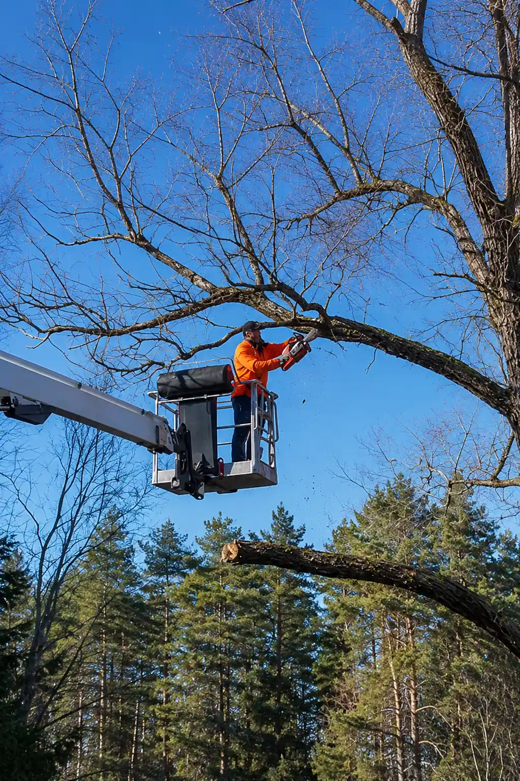 Tree Trimming Service Charge