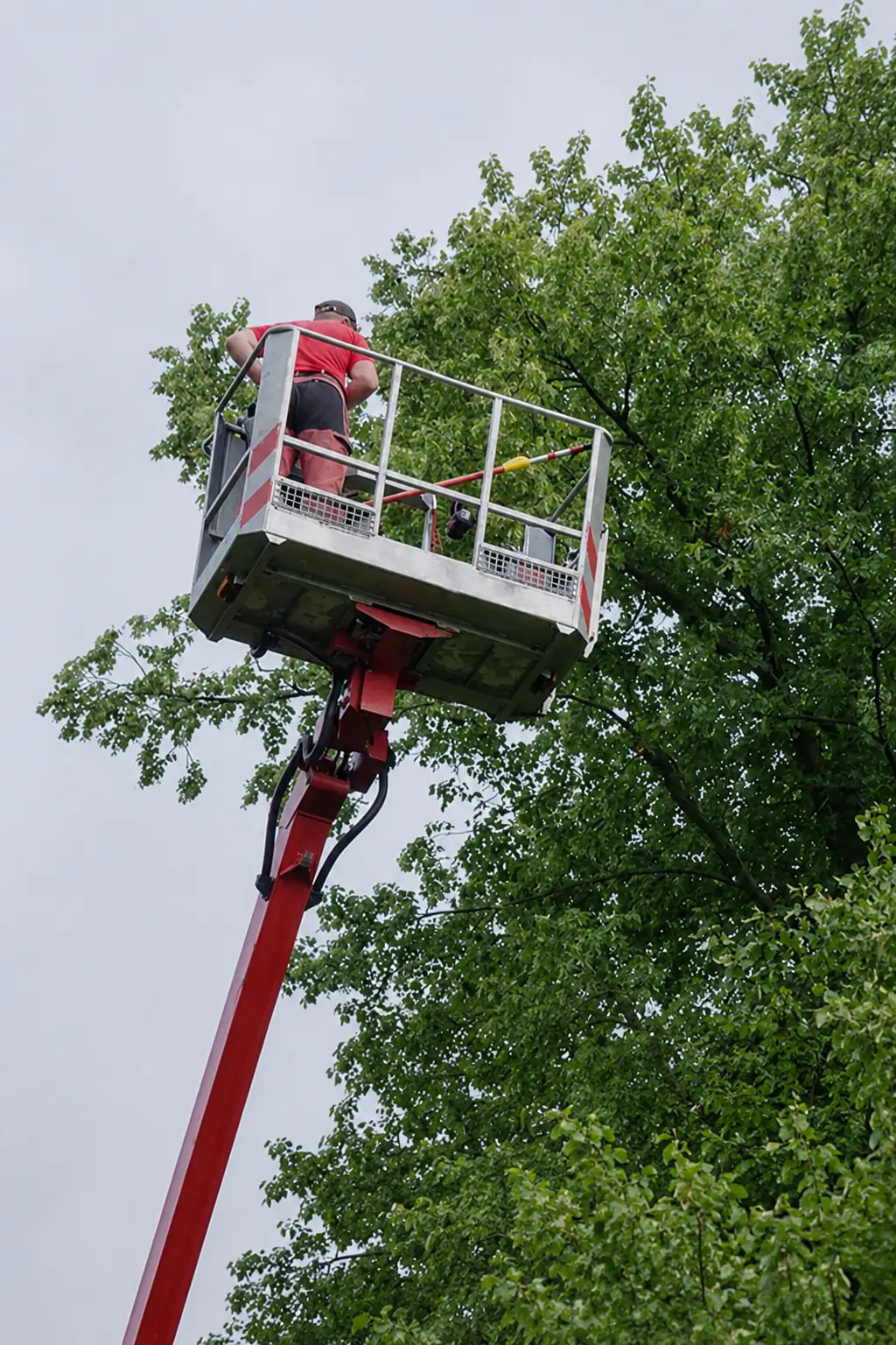 Tree Trimming Service St. Louis