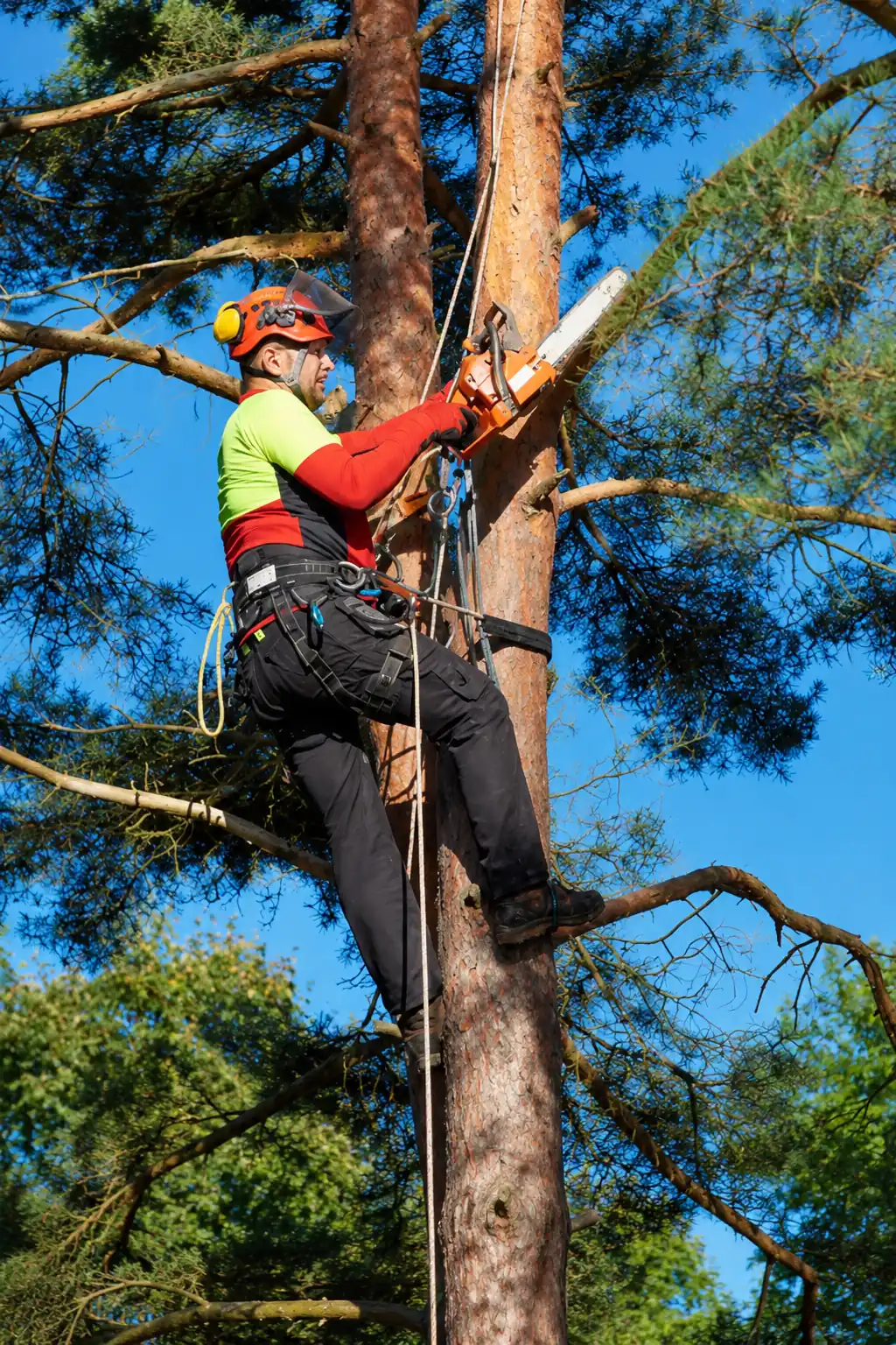 Professional tree trimming in St. Louis